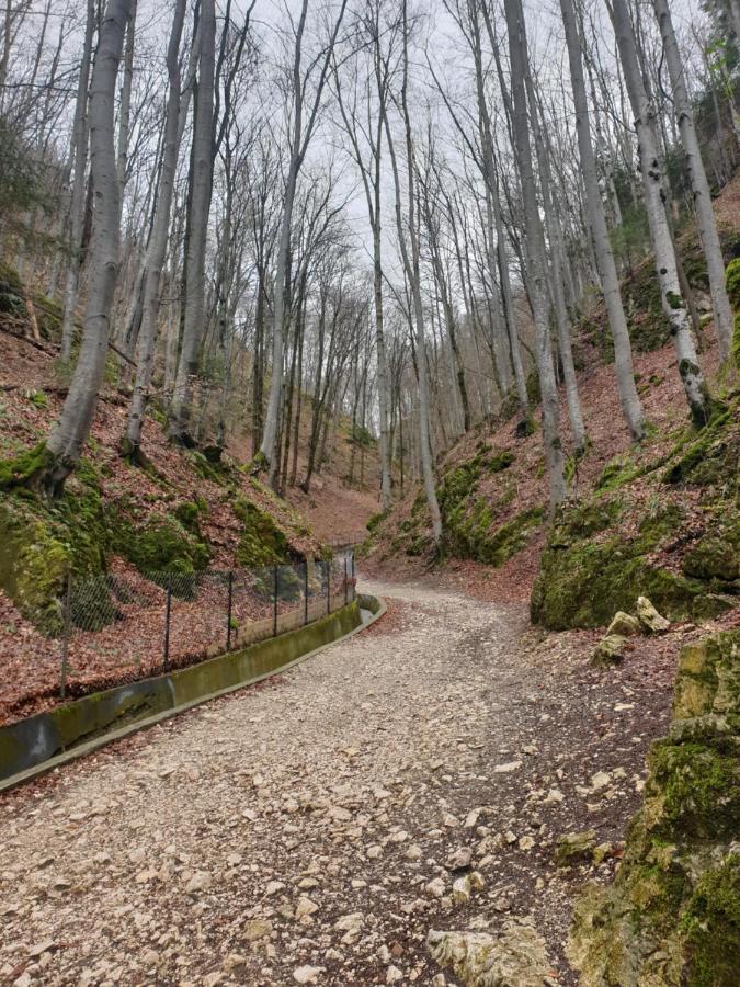 Vila Dionysos Brasov Vidombák Kültér fotó